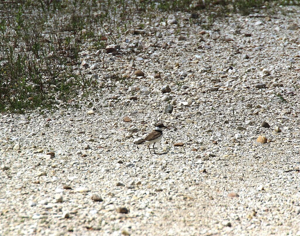 Gravelot à collier interrompu