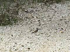 Kentish Plover