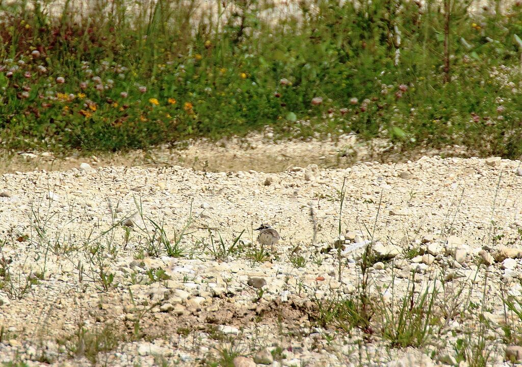 Gravelot à collier interrompu