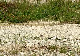 Kentish Plover