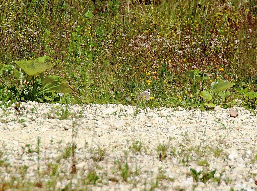 Gravelot à collier interrompu