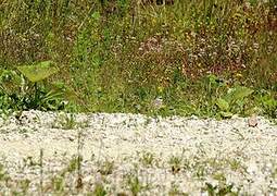 Kentish Plover