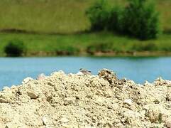 Kentish Plover