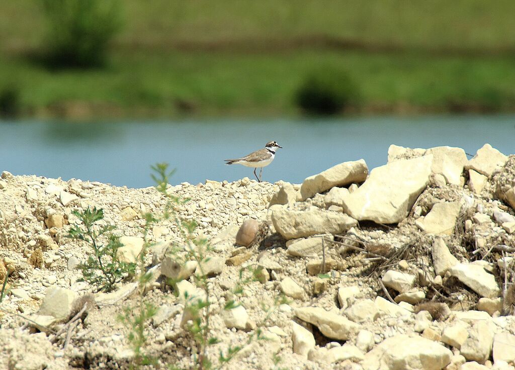 Kentish Plover