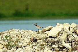 Gravelot à collier interrompu