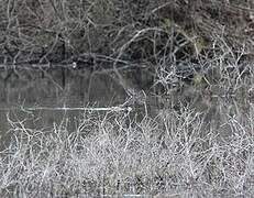 Little Grebe