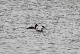 Great Crested Grebe