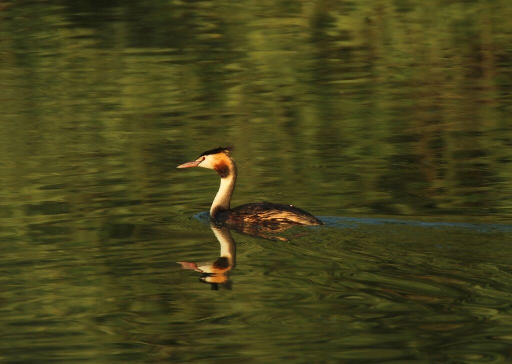 Great Crested Grebe