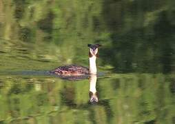 Great Crested Grebe