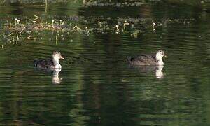 Great Crested Grebe