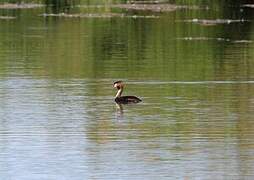 Great Crested Grebe