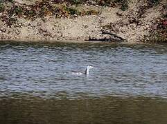 Great Crested Grebe