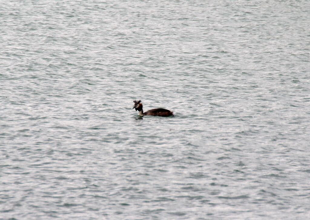 Great Crested Grebe