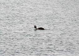 Great Crested Grebe