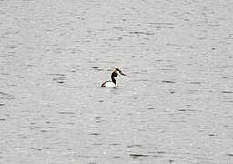 Great Crested Grebe