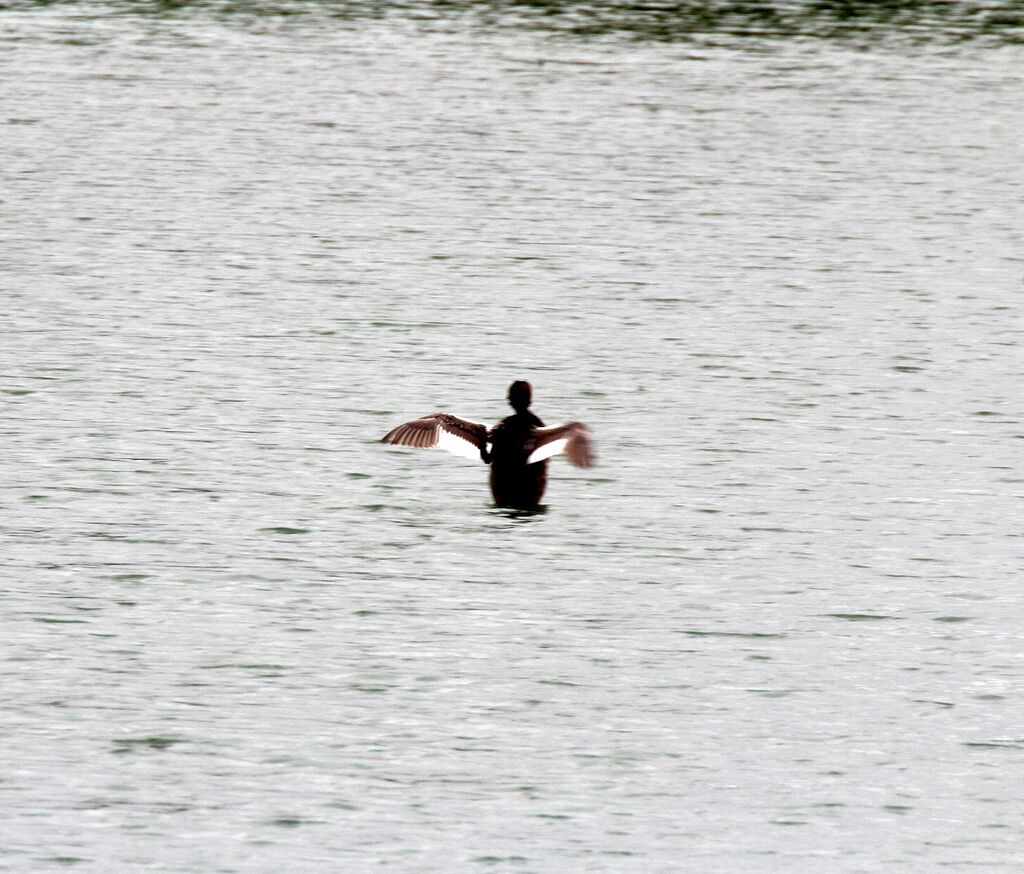 Great Crested Grebe