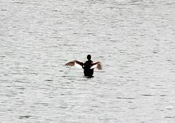 Great Crested Grebe