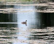 Great Crested Grebe