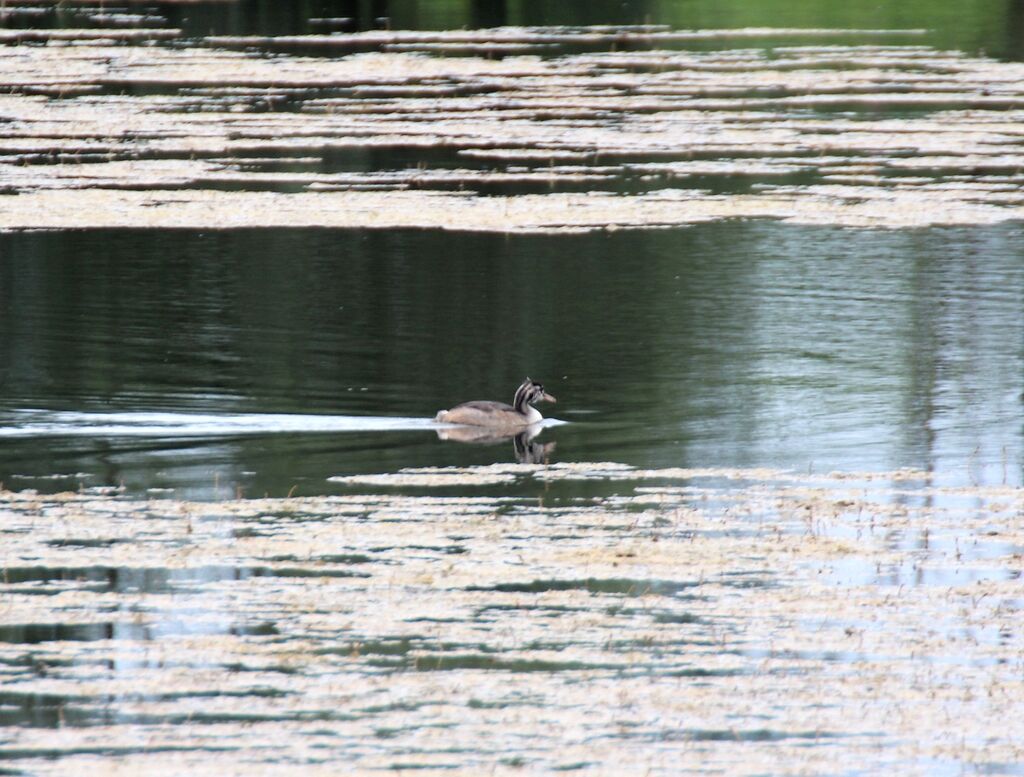 Great Crested Grebe