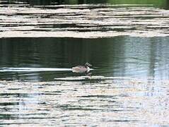 Great Crested Grebe