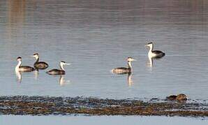 Great Crested Grebe