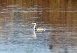 Great Crested Grebe