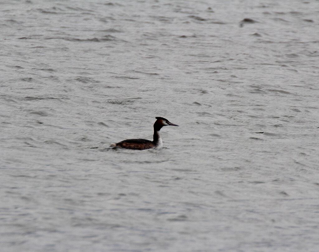 Great Crested Grebe