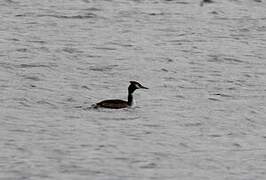 Great Crested Grebe