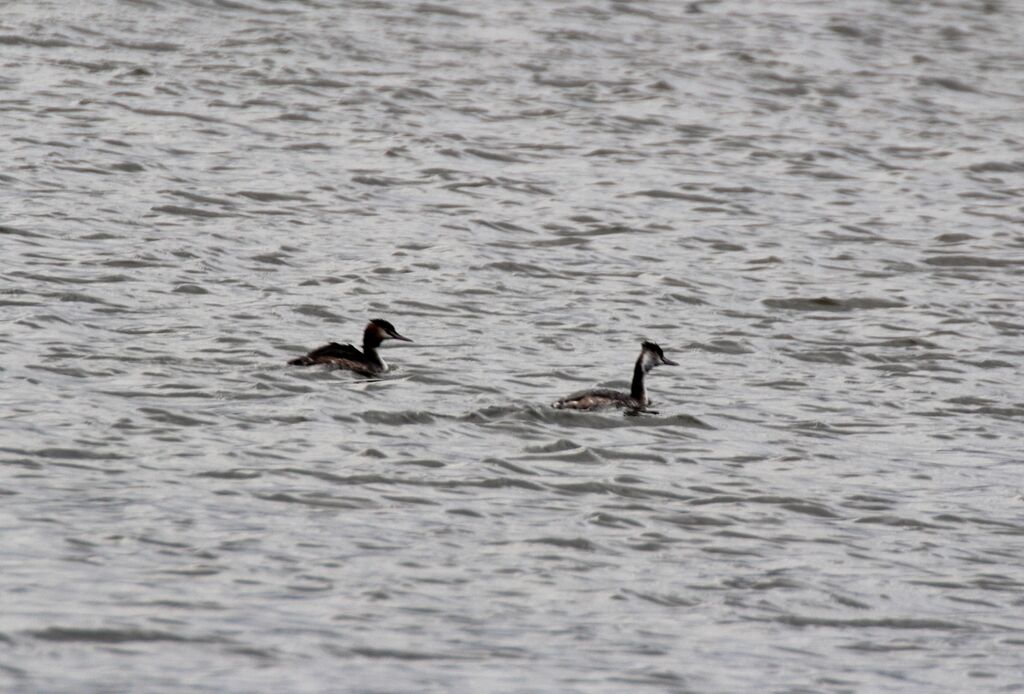 Great Crested Grebe