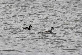 Great Crested Grebe