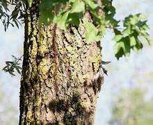 Eurasian Treecreeper