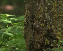 Eurasian Treecreeper