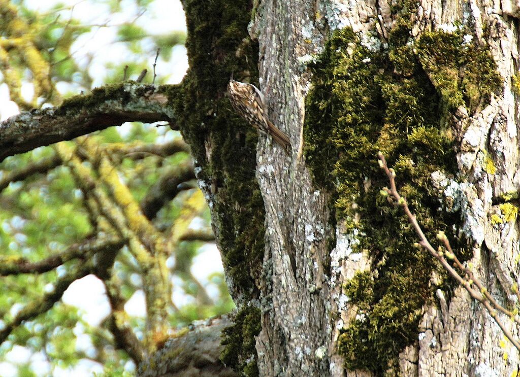 Grimpereau des bois