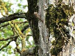 Eurasian Treecreeper