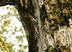 Eurasian Treecreeper