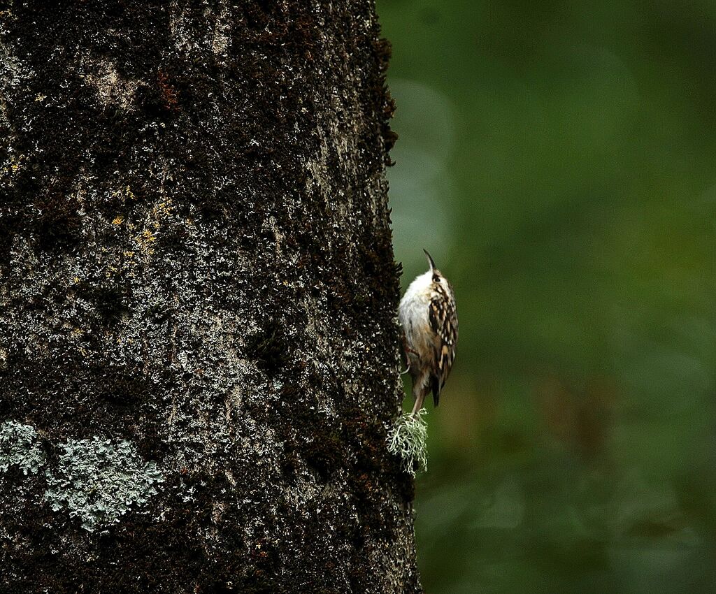 Eurasian Treecreeper