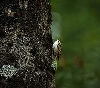 Eurasian Treecreeper