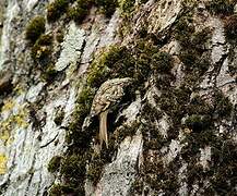 Eurasian Treecreeper