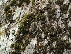 Eurasian Treecreeper