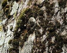 Eurasian Treecreeper