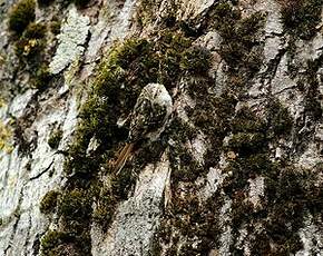 Grimpereau des bois