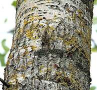Grimpereau des bois