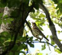 Mistle Thrush