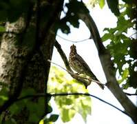 Mistle Thrush