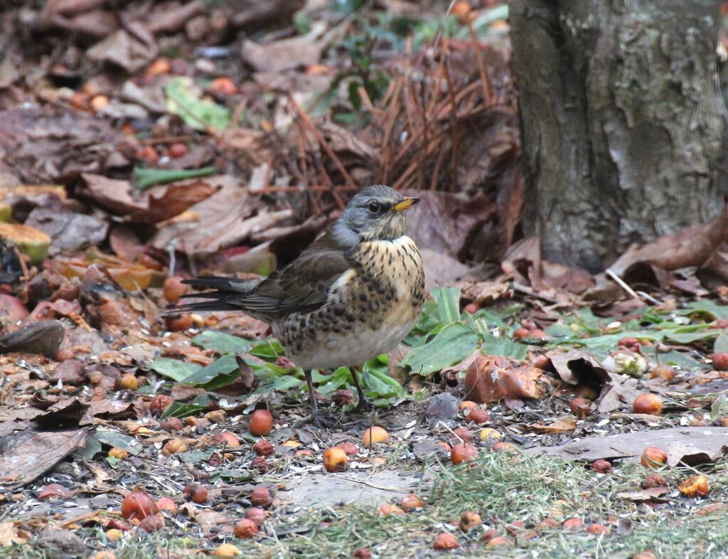 Fieldfare