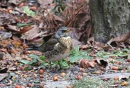 Fieldfare