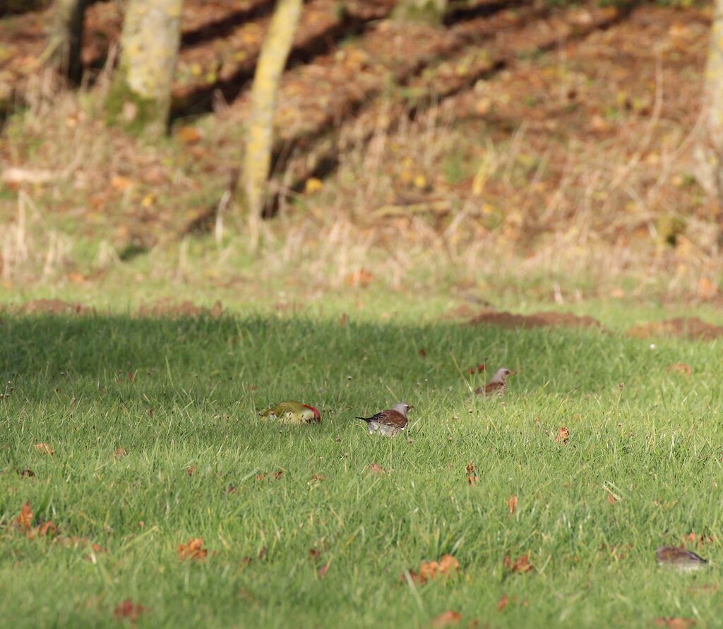 Fieldfare