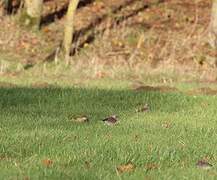 Fieldfare