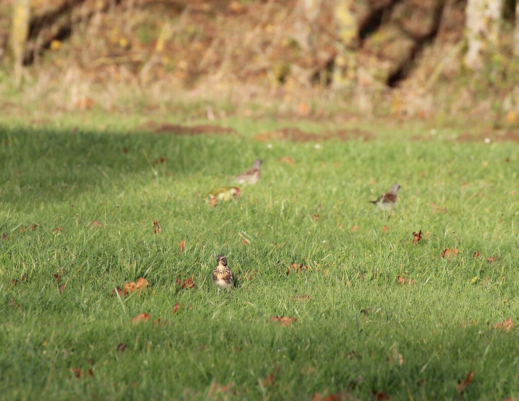 Fieldfare