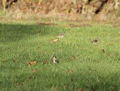 Fieldfare